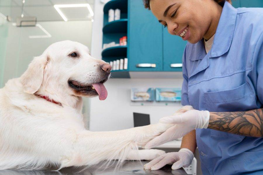 Monitor multiparamétrico veterinário é essencial nas clínicas Deltalife