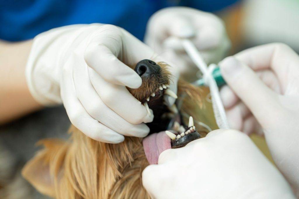 Cachorro em tratamento odontológico com ultrassom dentário veterinário.
