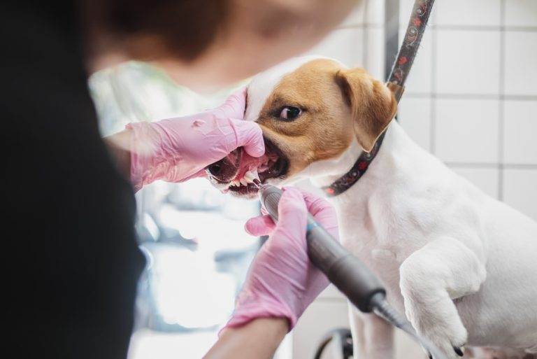 Cachorro sendo atendido por profissional usando luvas enquanto realiza limpeza dental com ultrassom odontológico veterinário, ilustrando o processo de higienização bucal e a tecnologia utilizada no procedimento