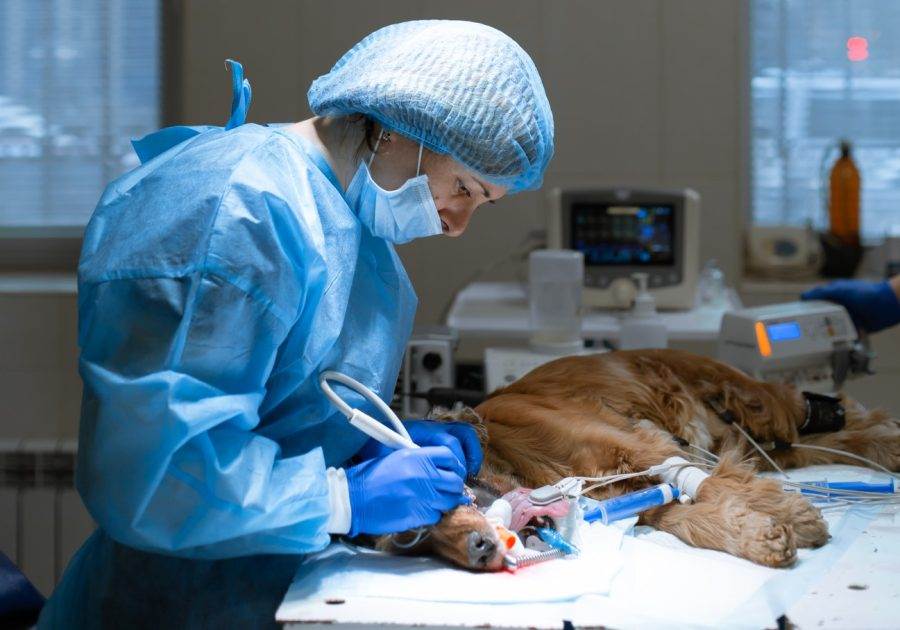 Veterinária realizando cirurgia em cachorro com ventilador pulmonar.