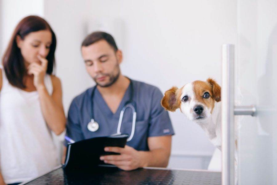 Mulher e homem veterinário que estão debatendo sobre a gestão da clínica veterinária.