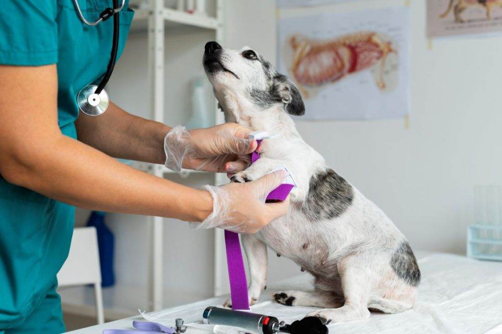Veterinário preparando cachorro para procedimento, após realizar o cálculo de dose veterinária.