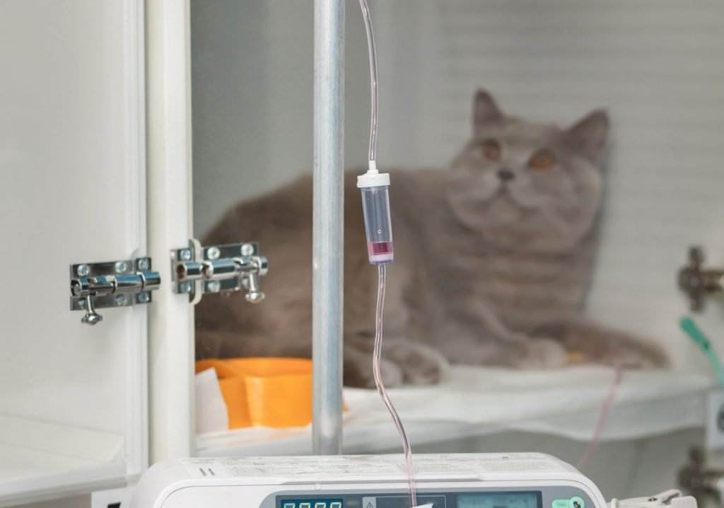 Gato dento de cápsula de clínica veterinária para receber medicação com auxílio da bomba de seringa.