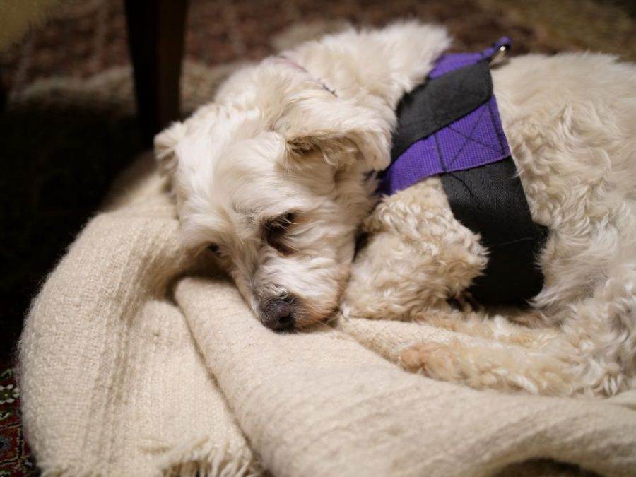 Cachorro deitado encolhido em manta no chão.