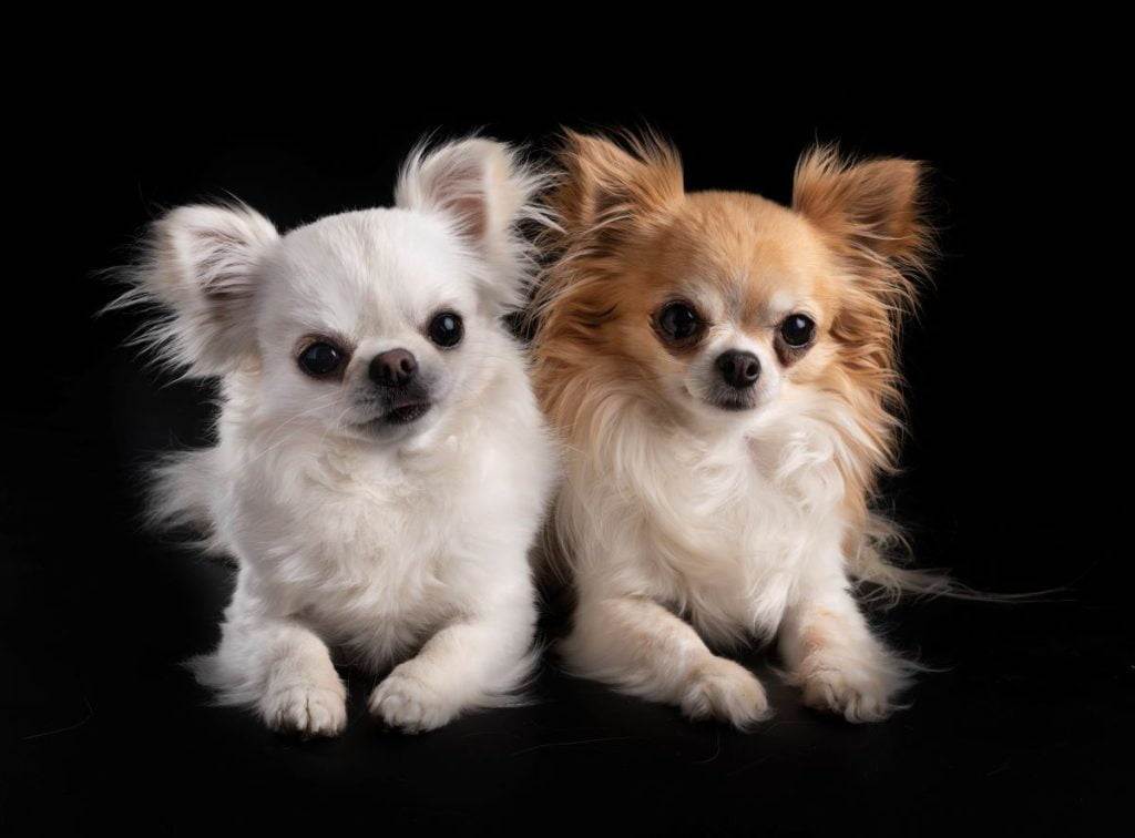 Dois cachorros da raça Chihuahua.