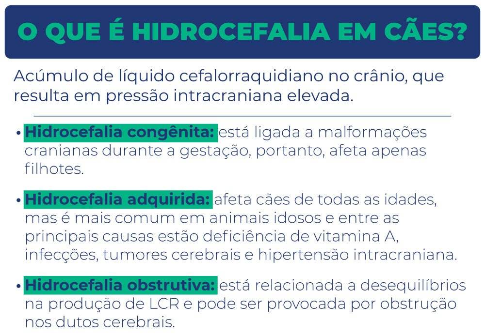 O que é hidrocefalia em cães? O que é hidrocefalia em cães?
Acúmulo de líquido cefalorraquidiano no crânio, que resulta em pressão intracraniana elevada.
> Hidrocefalia congênita: está ligada a malformações cranianas durante a gestação, portanto, afeta apenas filhotes.
> Hidrocefalia adquirida: afeta cães de todas as idades, mas é mais comum em animais idosos e entre as principais causas estão deficiência de vitamina A, infecções, tumores cerebrais e hipertensão intracraniana.
> Hidrocefalia obstrutiva: está relacionada a desequilíbrios na produção de LCR e pode ser provocada por obstrução nos dutos cerebrais.