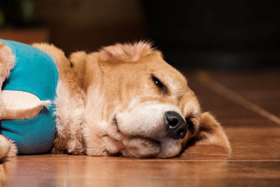 Cachorro caramelo deitado no chão abatido por doença.