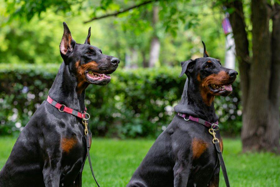 Dois cachorros da raça doberman lado a lado ao ar livre.