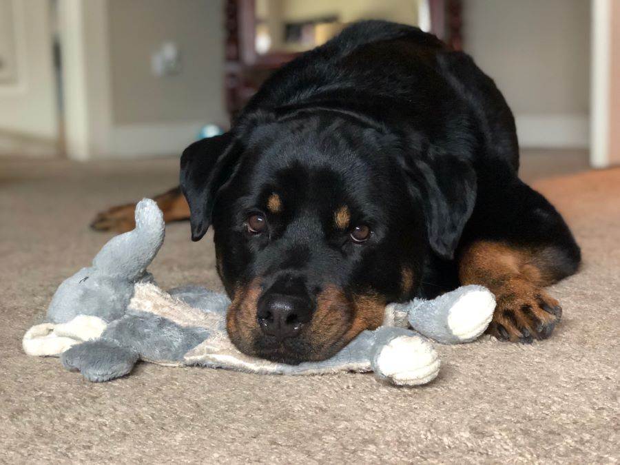 Cachorro da raça rottweiller triste deitada com cabeça em bichinho de pelúcia.