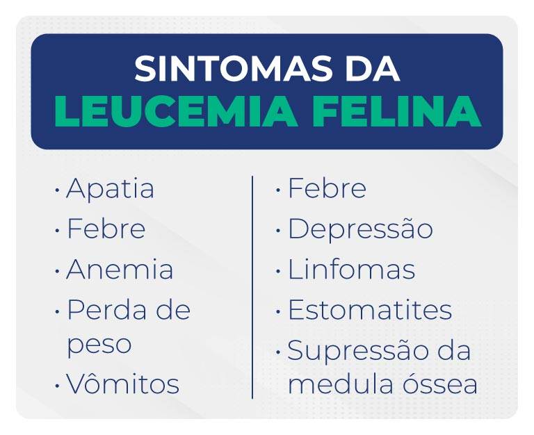 Sintomas da leucemia felina Sintomas da leucemia felina
Apatia
Febre
Anemia
Perda de peso
Vômitos
Febre
Depressão
Linfomas
Estomatites
Supressão da medula óssea