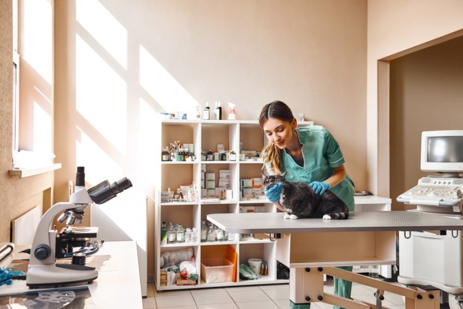 Mulher veterinária em consulta com gato em clínica.
