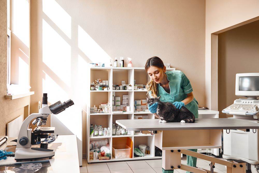Mulher veterinária em consulta com gato em clínica.