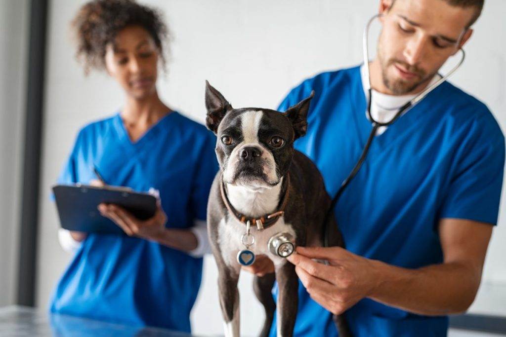 Casal de veterinário em consulta para averiguar saúde do coração de cachorro e realizar cirurgia veterinária.