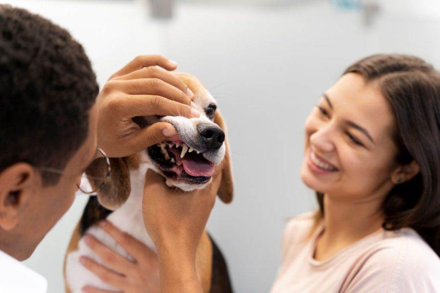 Mulher com seu cachorro no veterinário, que está avaliando seus dentes.
