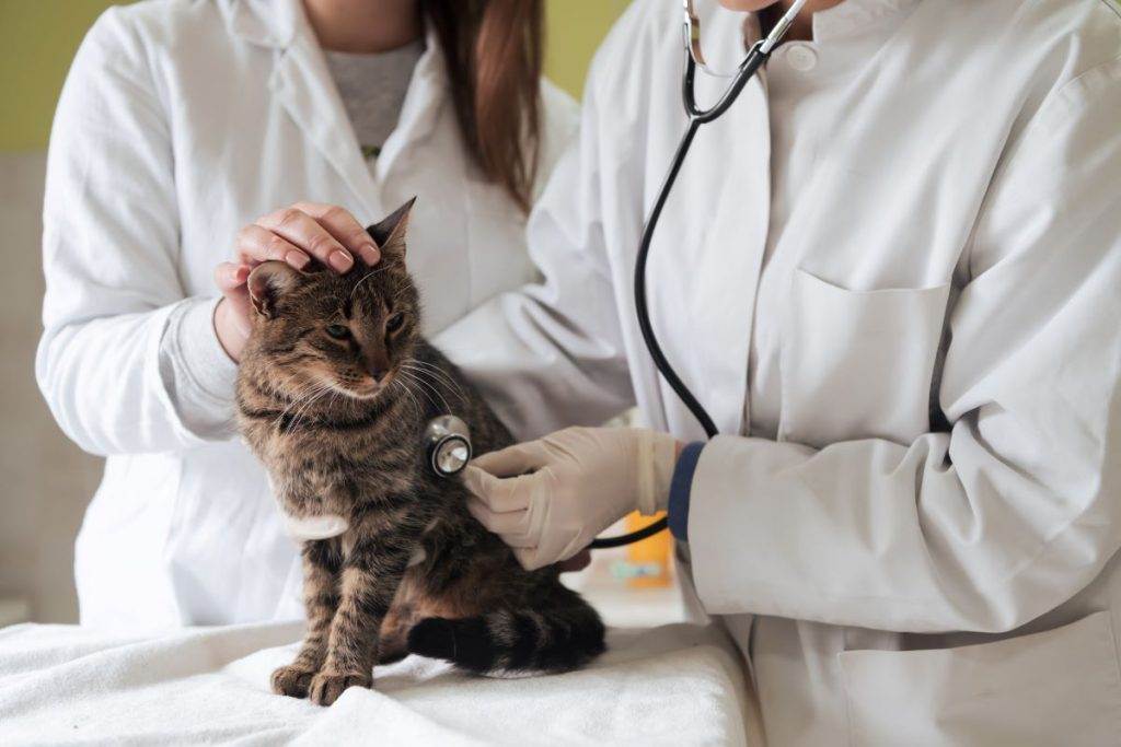 Veterinário escutando coração de gato com estetoscópio.