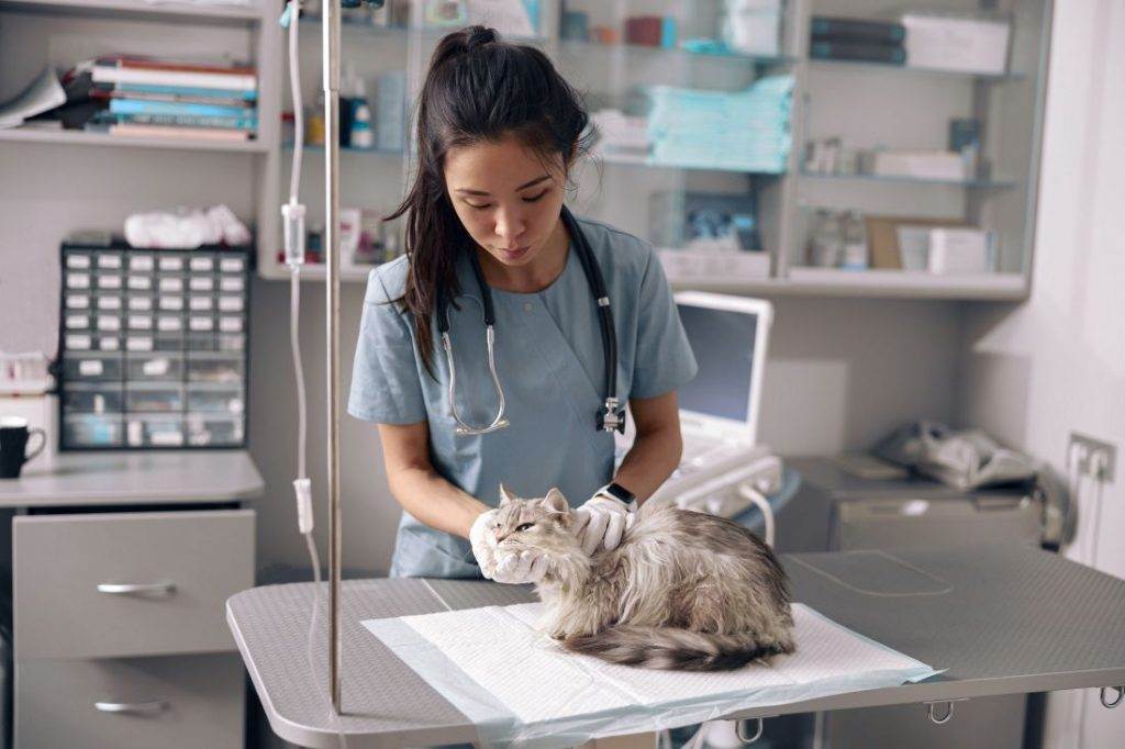 Mulher veterinária atendendo gato em mesa.
