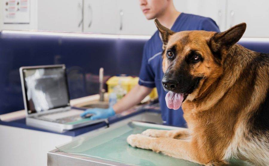 Cachorro da raça pastor alemão deitado em mesa em consulta com veterinário.