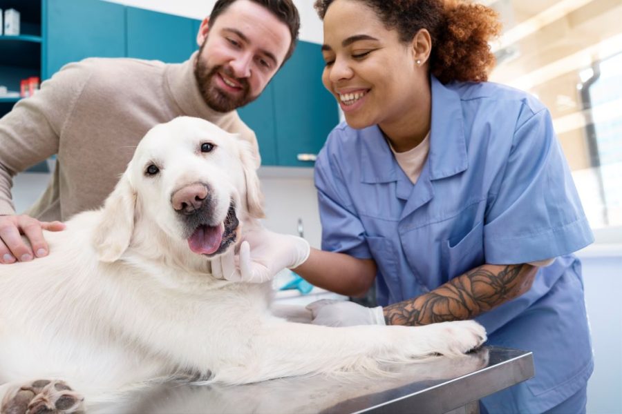 Veterinária com tutor e cachorro em mesa de atendimento, para exemplificar uma das especialidades veterinárias bem remuneradas.