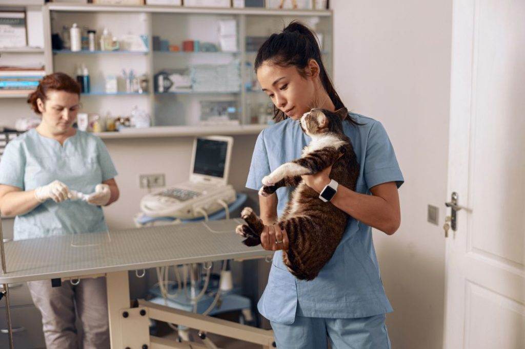 Veterinário segurando gato em atendimento em consultório.