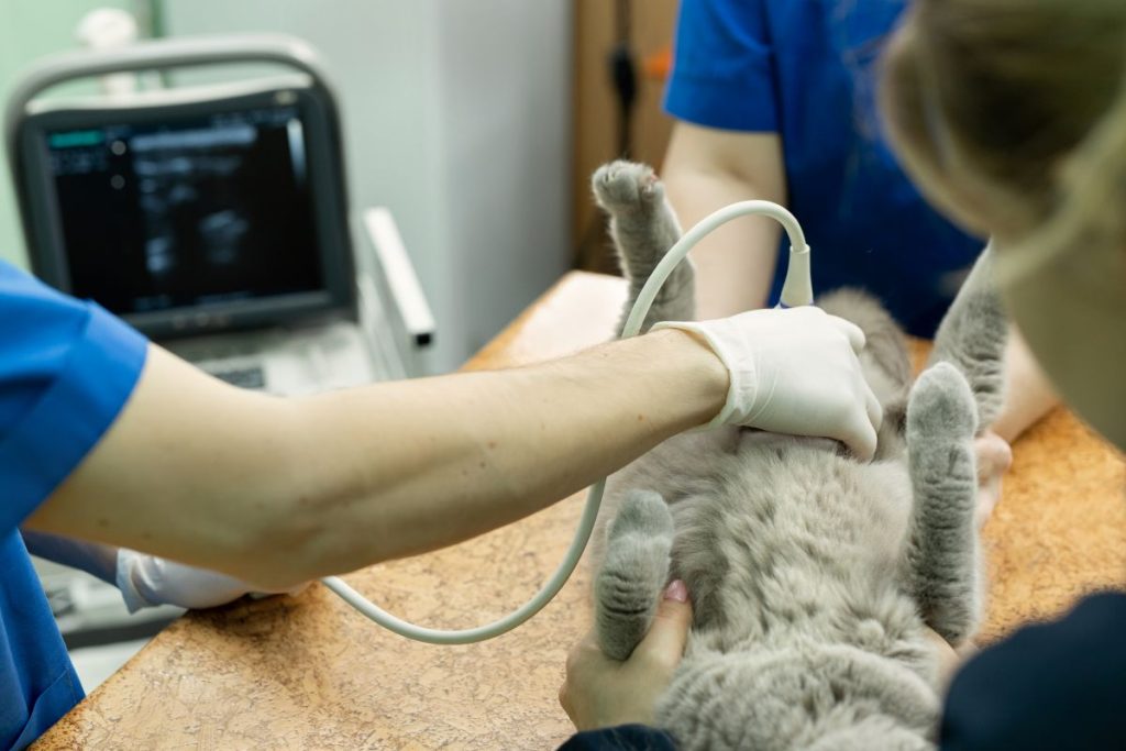 Veterinário e carreira: como a tecnologia e os equipamentos certos impulsionam bons resultados Na imagem, um gato de pelo cinza está deitado de barriga para cima em uma mesa de exame veterinário, sendo submetido a uma ultrassonografia abdominal.