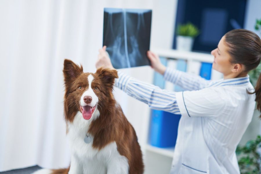 A cena, capturada em um ambiente clínico moderno, vai além da tradicional consulta veterinária e nos convida a refletir sobre as múltiplas possibilidades de atuação na medicina veterinária.