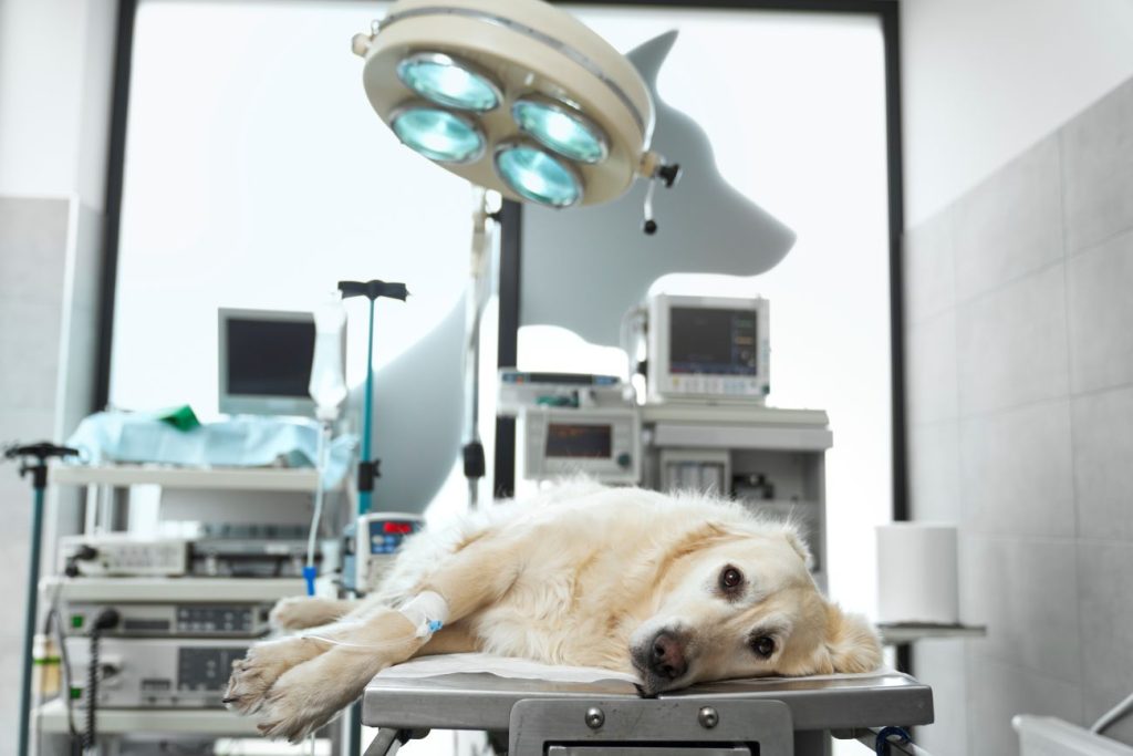 Cão em centro cirúrgico veterinário, cercado por equipamentos modernos como monitor multiparamétrico e foco cirúrgico LED.