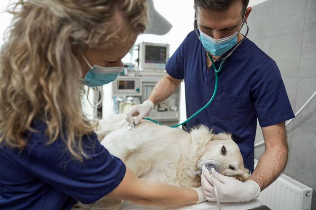 Veterinários aplicam anestesia inalatória em cão durante cirurgia, com monitoramento preciso e equipamentos modernos ao fundo.
