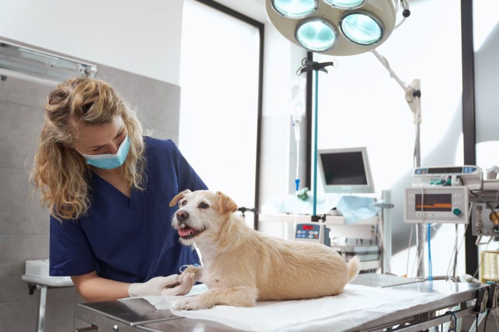 Veterinária usa equipamentos modernos para reduzir o estresse do pet durante cirurgia em clínica equipada com tecnologia de ponta.