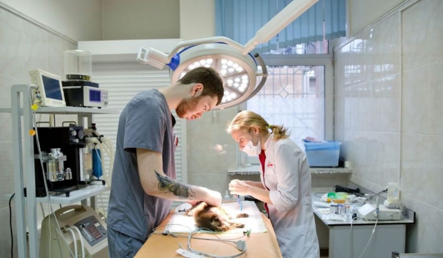 Iluminação cirúrgica LED em centro veterinário com foco sobre procedimento em cão de pequeno porte e equipe concentrada.
