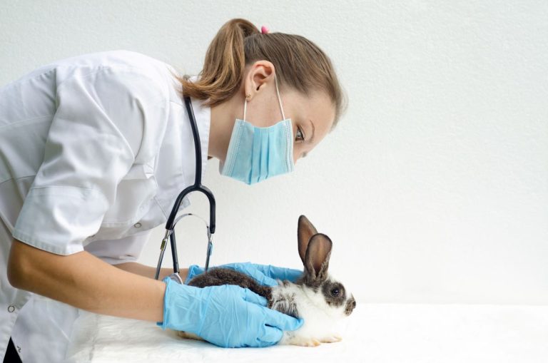 A imagem mostra uma médica veterinária usando equipamentos de proteção (máscara e luvas) e um estetoscópio, examinando cuidadosamente um coelho pequeno em um ambiente clínico. A cena transmite profissionalismo e foco no cuidado gentil do animal.