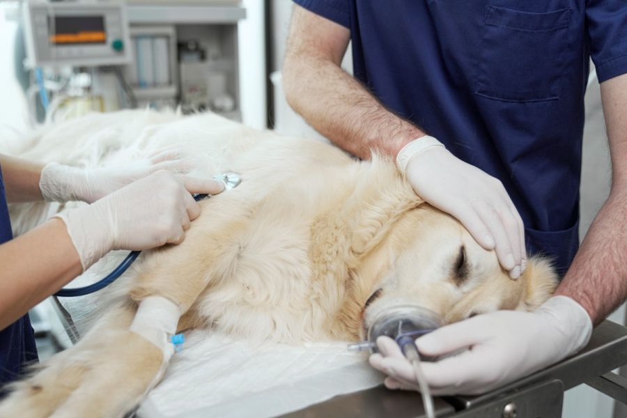 Veterinários realizando procedimento de anestesia geral veterinária em cão sobre mesa cirúrgica, com equipamentos profissionais e técnicas adequadas de preparação anestésica e monitoramento.